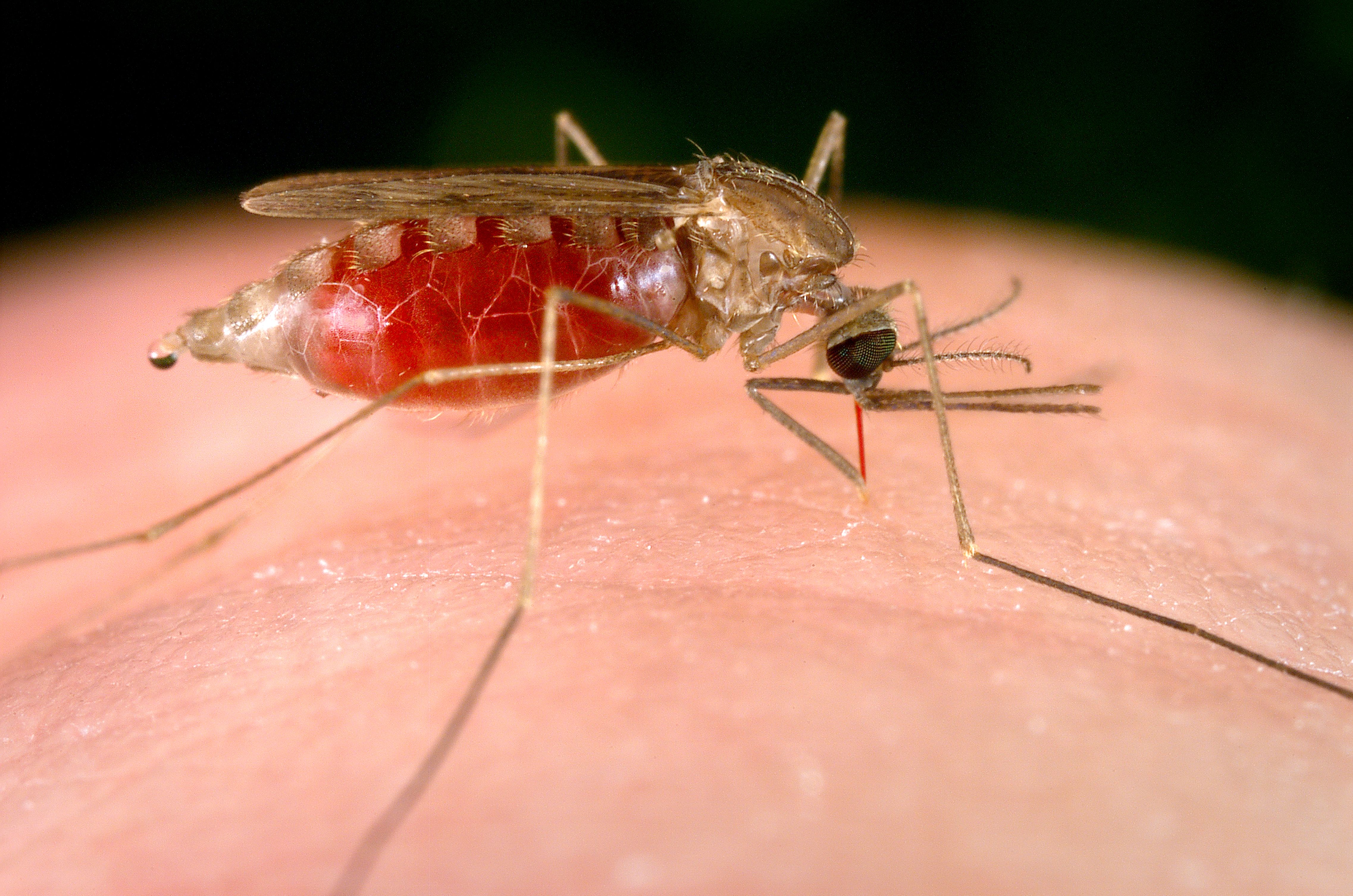 malaria mosquito.jpg
