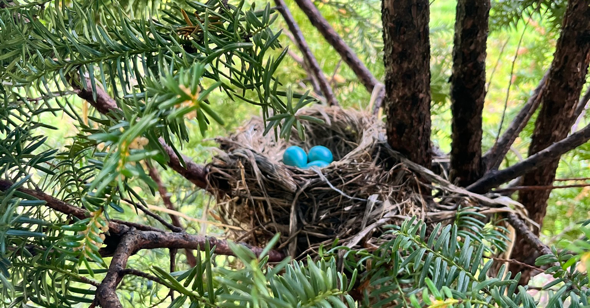Blue eggs nestled in a robin's nest